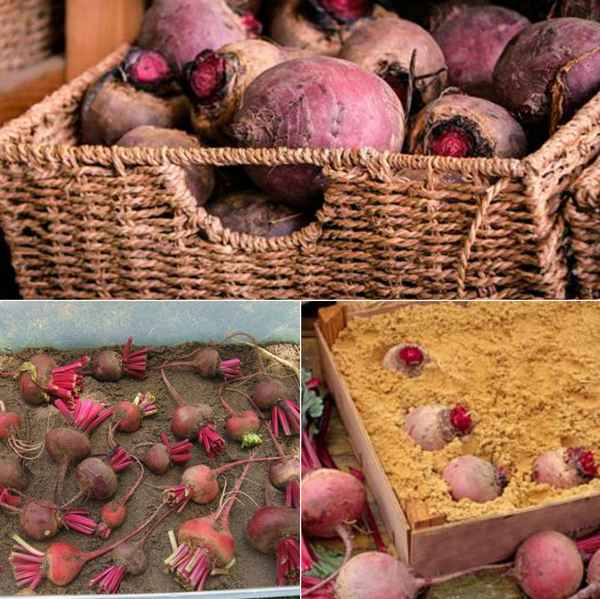 Как сохранить свёклу на зиму: самые популярные способы