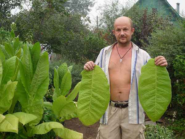 Табак Вирджиния: выращивание в домашних условиях