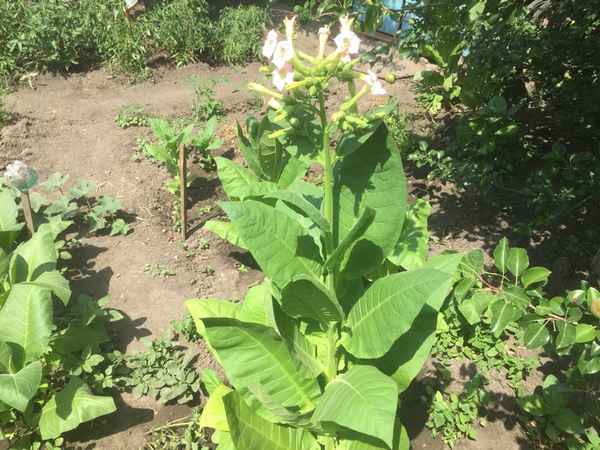 Табак Вирджиния 202: выращивание в домашних условиях