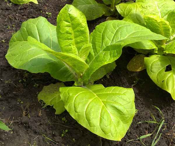 Табак Ориентал: выращивание в домашних условиях