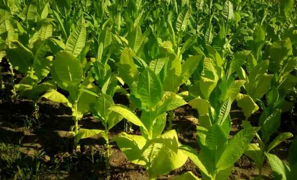 Выращивание турецкого табака в домашних условиях