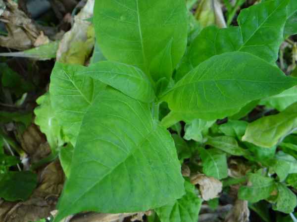 Табак Дюбек: особенности выращивания в домашних условиях