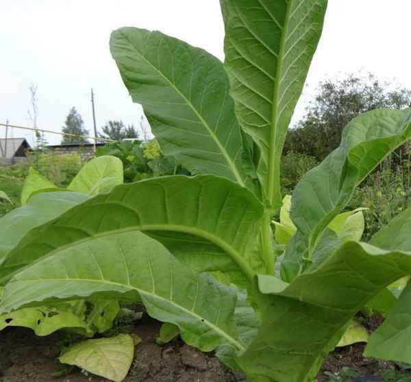 Какие сорта табака не требуют ферментации?