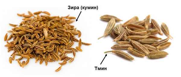 Тмин и зира — одно и то же?