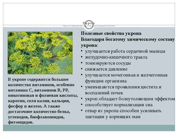 Семена укропа: свойства, показания и противопоказания к применению