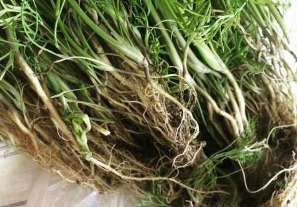 Полезные свойства и применение корня укропа