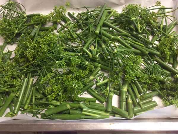 Зонтики укропа: применение и методы хранения