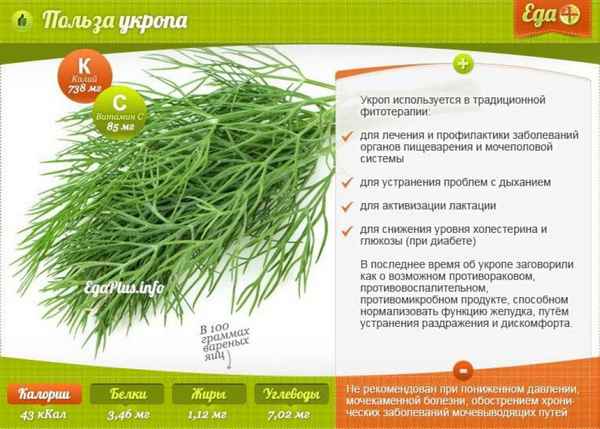 Сушёный укроп: польза и вред, особенности применения