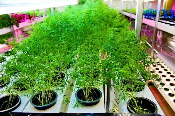 Особенности выращивания укропа