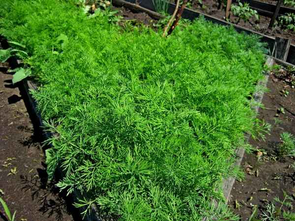 Что делать, если укроп плохо растёт