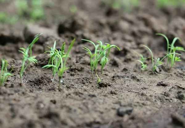 Сколько всходит укроп: особенности ухода