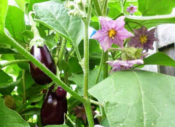 Причины опадания цветков у баклажана