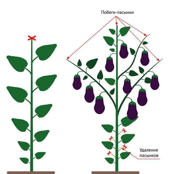 Формирование кустов баклажанов