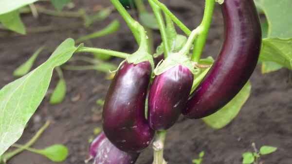 Как часто поливать баклажаны