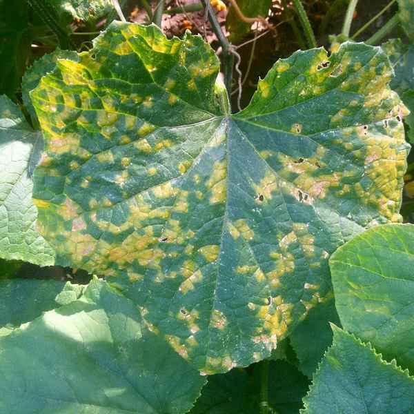 Чем и как лечить пероноспороз огурцов?