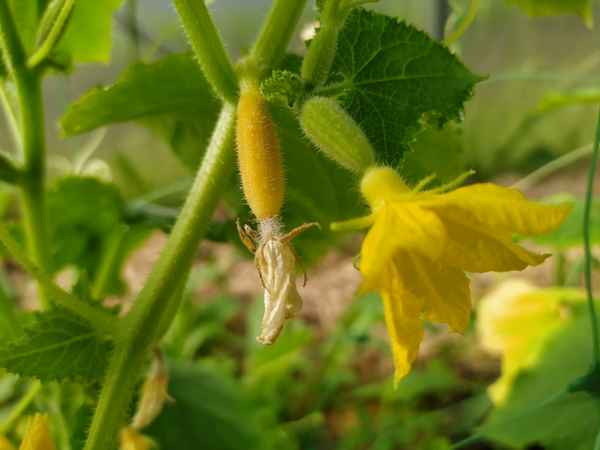 Почему завязи огурцов опадают и что при этом делать?