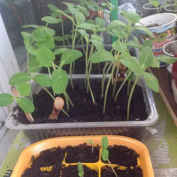 Что делать, если рассада огурцов сильно вытянулась?