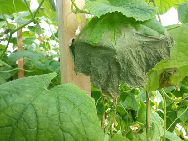 Почему листья огурцов вянут и что при этом нужно делать?