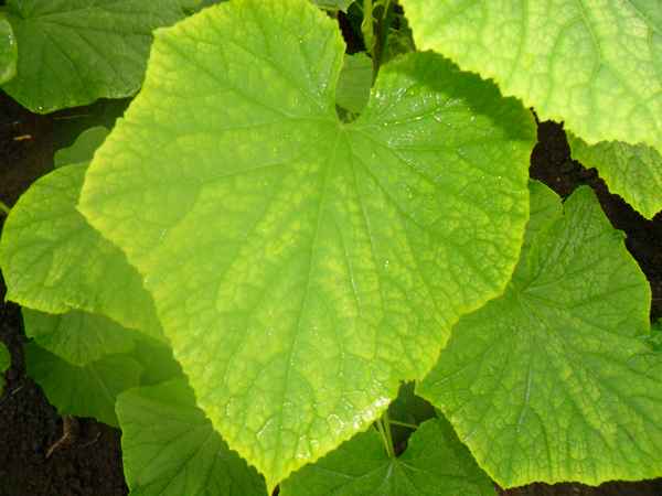 Что делать, если листья огурцов бледные