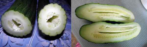Почему огурцы пустые внутри и как избавиться от этой проблемы