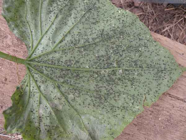 Что делать при чёрном налёте на огурцах?