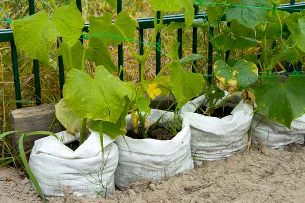 Главные особенности посадки огурцов в мешках