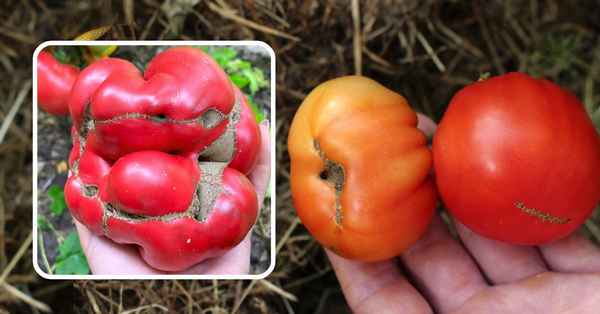 Чудеса деформации: почему помидор становится похож на кошачью мордочку?