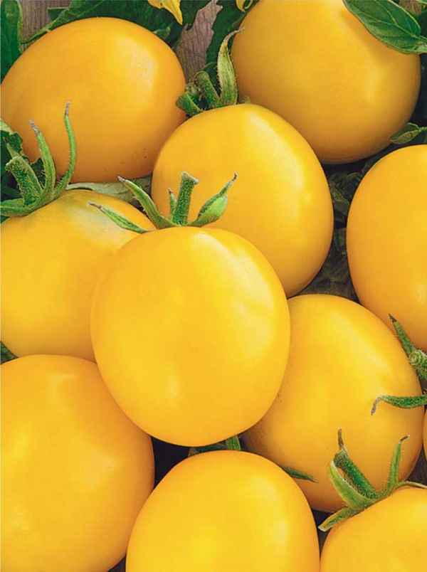 5 лучших ранних сортов жёлтых помидоров