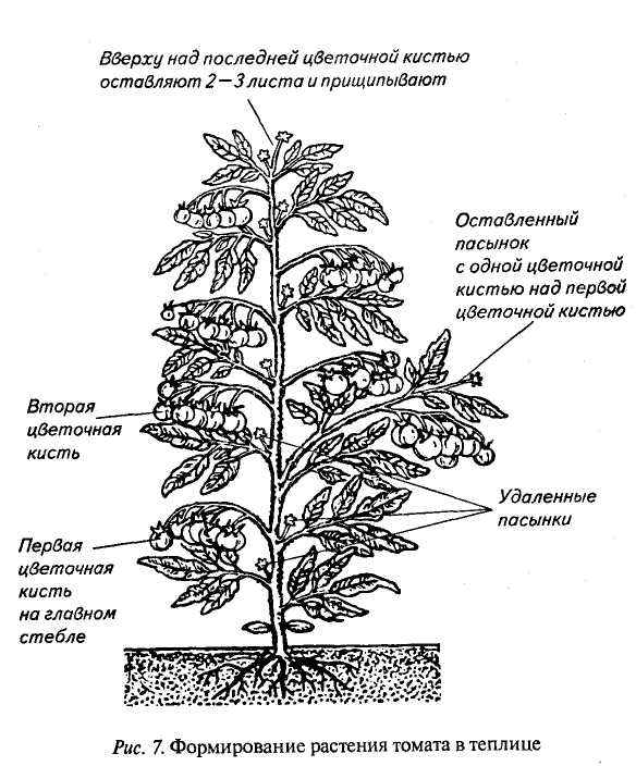 Какие листья томатов удалять, а какие оставить? Делюсь схемой