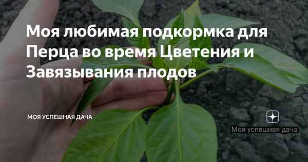 Способы подкормки перцев во время цветения и завязывания