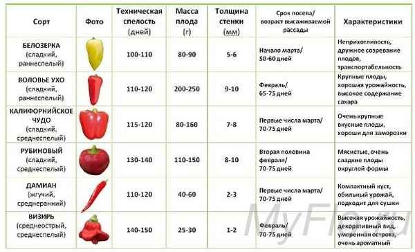 Лучшие семена перца: особенности сбора, хранения и выращивания
