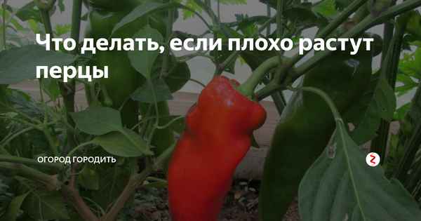 Что делать, если перец не растёт или растёт плохо?