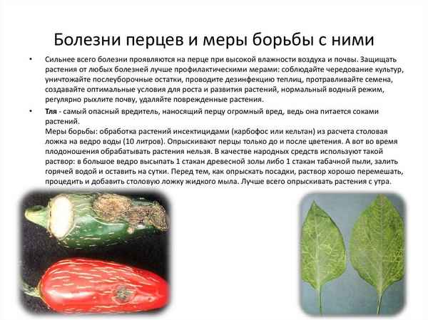 Болезни болгарского перца: причины появления, лечение и меры профилактики
