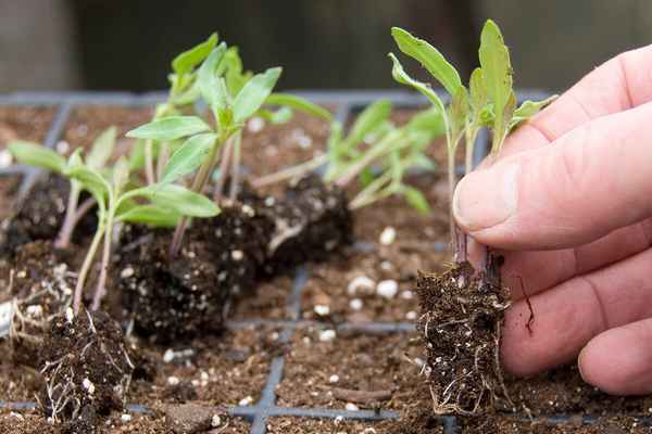 Как правильно проводить пикирование рассады