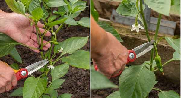 Зачем нужно прищипывать перцы и как это делать