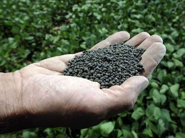 Сапропель: что это такое и как его использовать в огороде