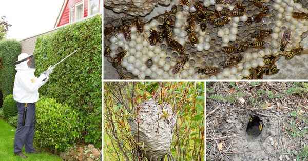 Как бороться с земляными осами?