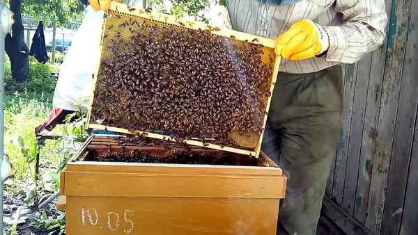 Способы размножения пчёл: отводками, маточниками, делением