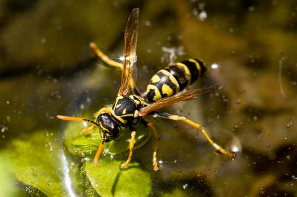 Осиный или пчелиный волк: описание и образ жизни
