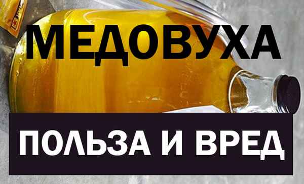 Медовуха: особенности правильного употрeбления, польза и вред