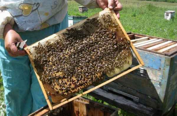 Как быстро увеличить пасеку без ущерба для медосбора?