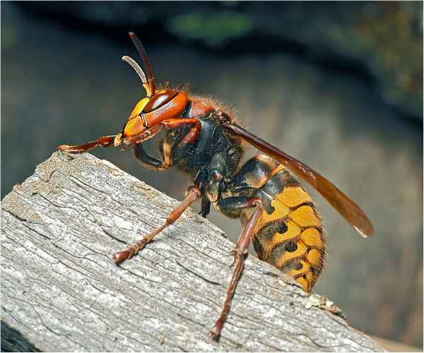 Описание и особенности жизни японского шершня