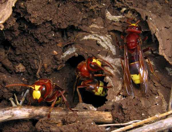 Зимовка шершней