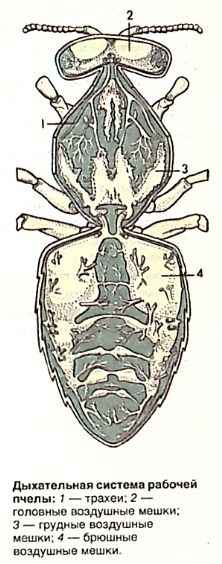 Органы дыхания пчелы