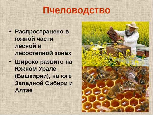 Особенности уральского пчеловодства