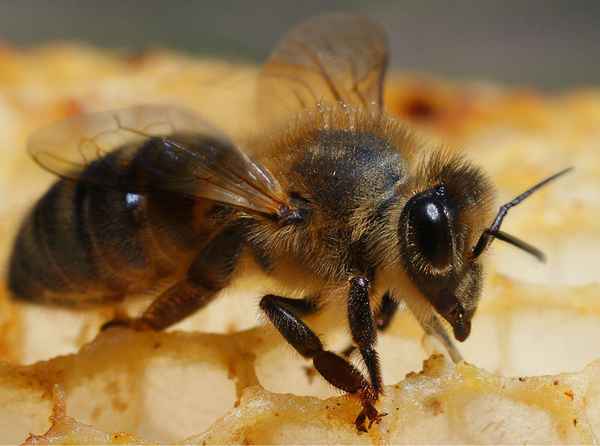 Хаpaктеристика и особенности бурзянской пчелы