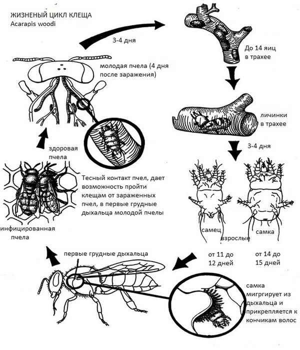 Особенности лечения акарапидоза пчёл