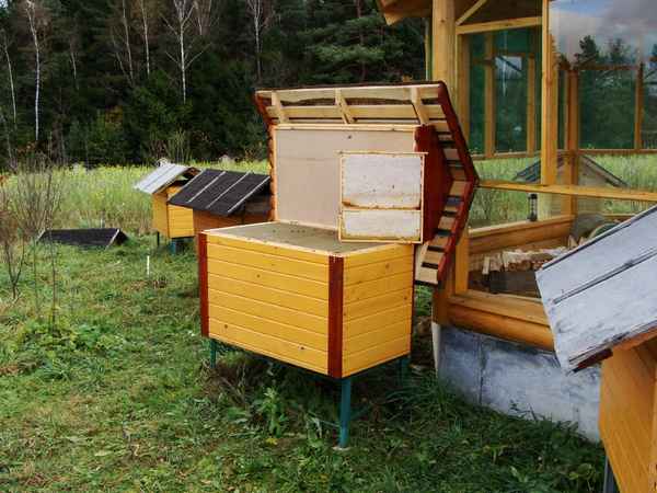 Лучшие варианты ульев для пчёл