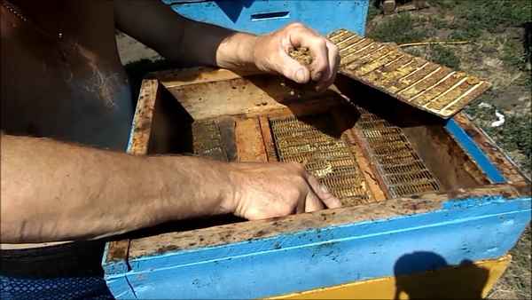 Приспособления и технология сбора прополиса