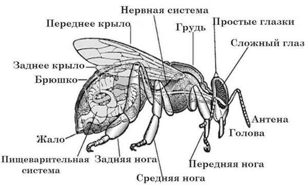 Внешнее и внутреннее строение пчелы